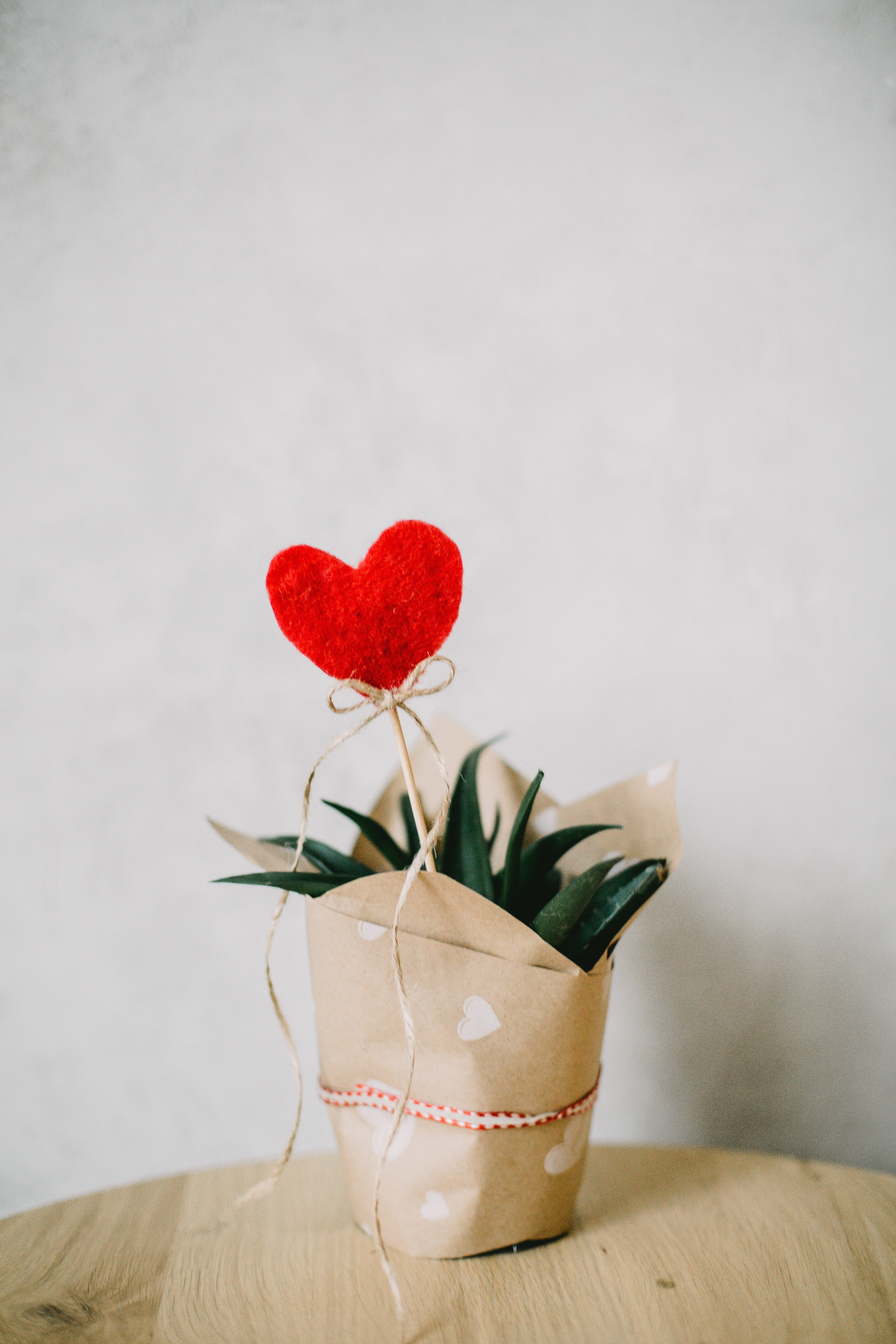 red-heart-ornament-and-aloe-vera-plant-covered-with-paper-873083.jpg